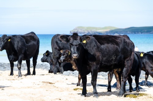 Schwarze Kühe auf weißem Strand vor blauem Himmel und türkisem Wasser